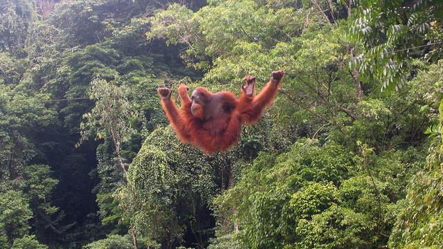 Un orang-outan dans la jungle indonésienne, au nord de Sumatra. [© Tbachner]