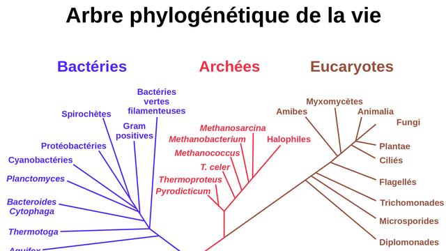 Luca est l'ancêtre commun des bactéries, des archées et des eucaryotes, les trois domaines du vivant.
CC [CC]