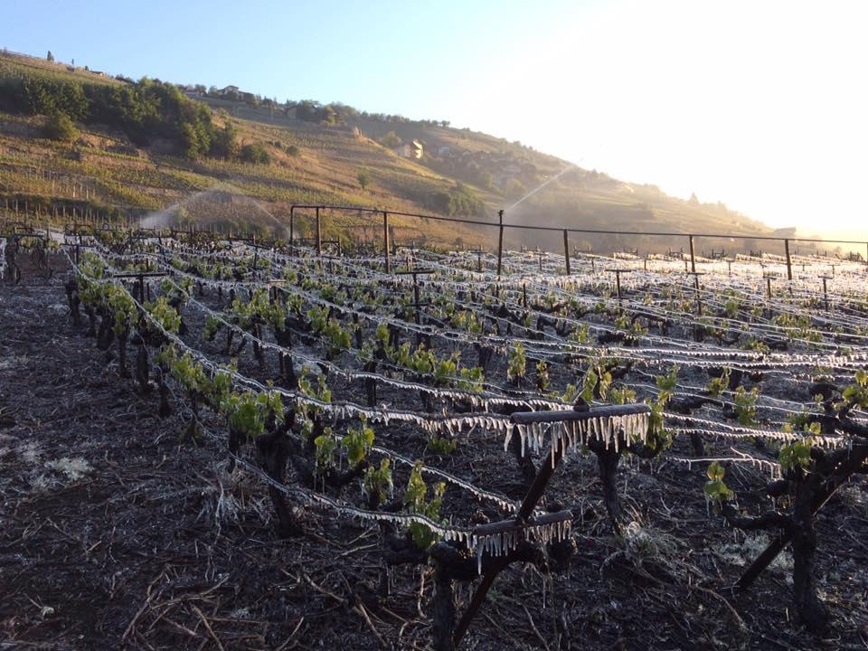Les viticulteurs aspergent leurs parcelles d'eau afin de les protéger du gel, comme ici en Valais. [facebook - Benoît Rudaz]
