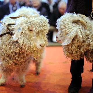 Des chèvres mohair au Salon international de l'agriculture de Paris. [AFP - Lionel Bonaventure]