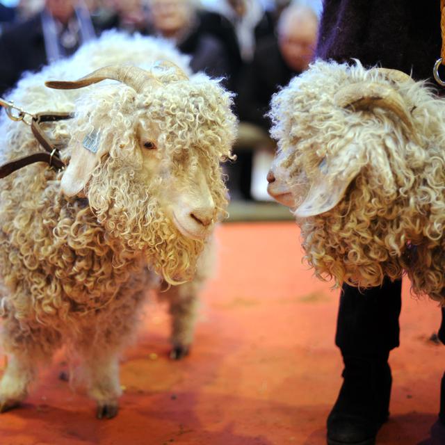 Des chèvres mohair au Salon international de l'agriculture de Paris. [AFP - Lionel Bonaventure]