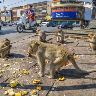 Des macaques se régalent des restes d'un marché à Lopburi en Thaïlande. (image d'illustration) [AFP - Franck Guiziou]