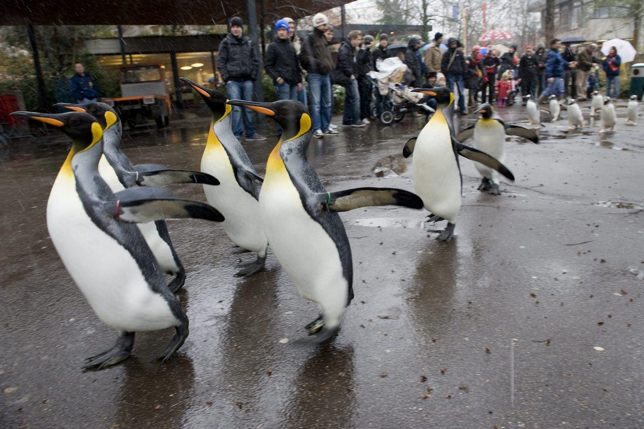 La "promenade des manchots" (ici en 2008) dans le zoo de Bâle devrait reprendre à partir de jeudi déjà. [Keystone - Matthias Waeckerlin]
