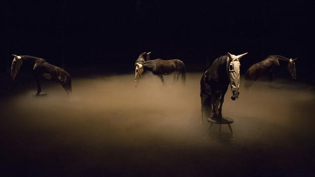 La puce à l'oreille: Zingaro. [RTS - Marion Tubiana]