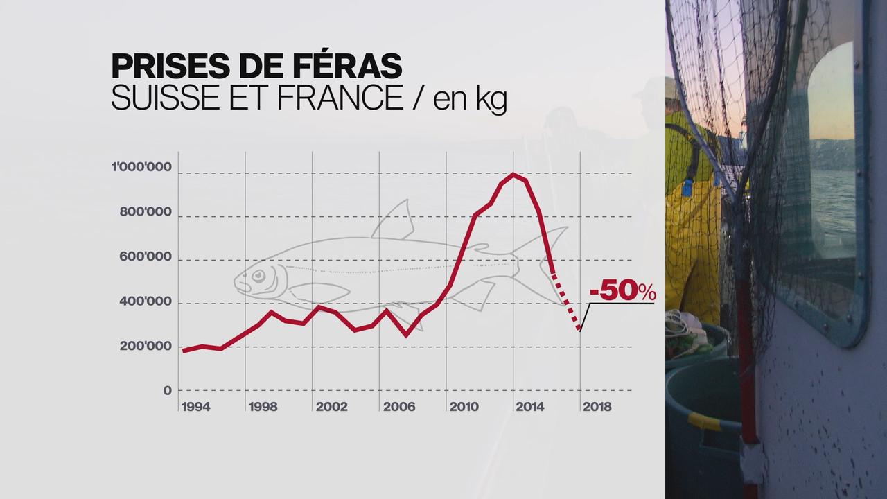 Les quantités de prises de féras sur le Léman (en kg). [RTS - DR]