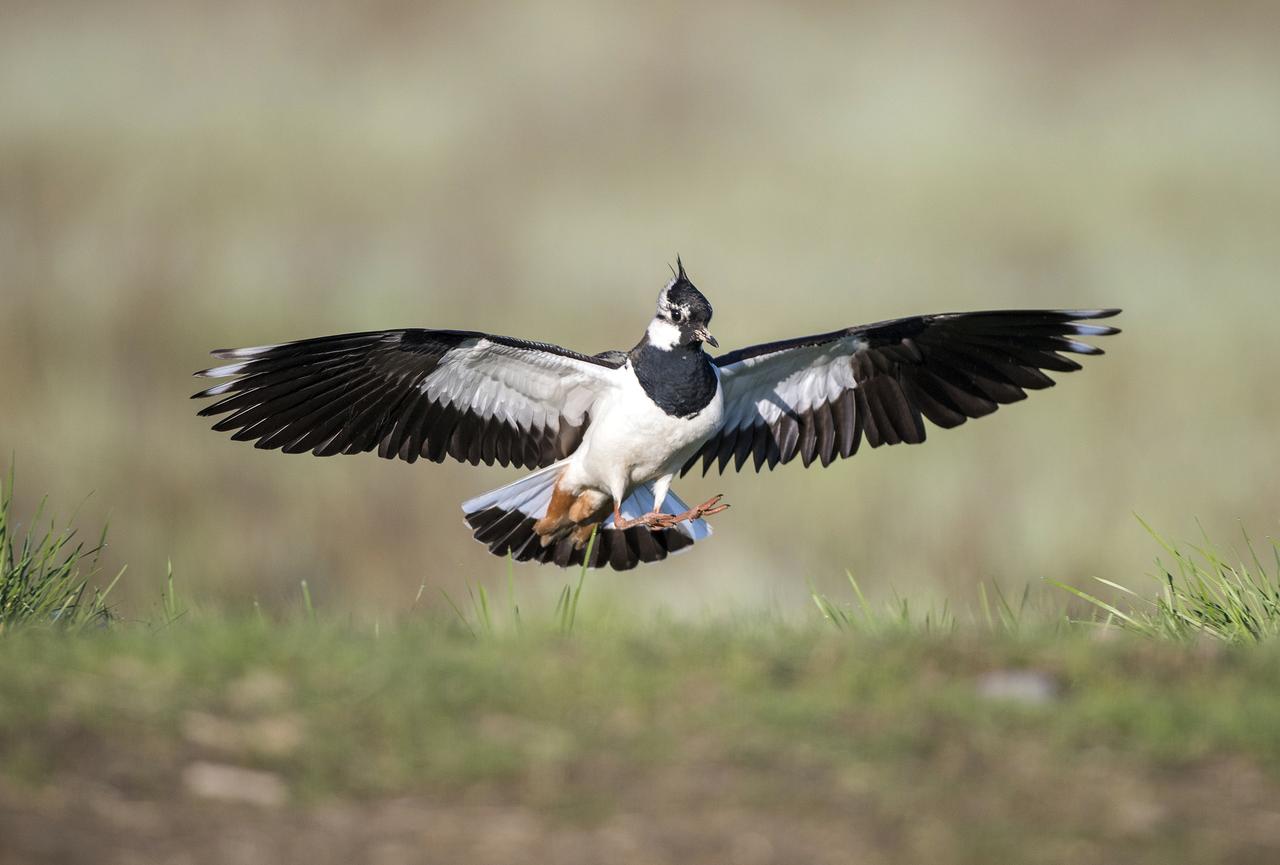 Le vanneau huppé figure sur la liste des espèces potentiellement menacées. [birdlife.ch - Michael Gerber]