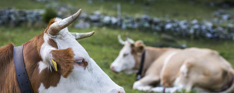 Le monde paysan est divisé sur la nécessité de laisser leurs cornes aux vaches. [Keystone - Dominic Steinmann]