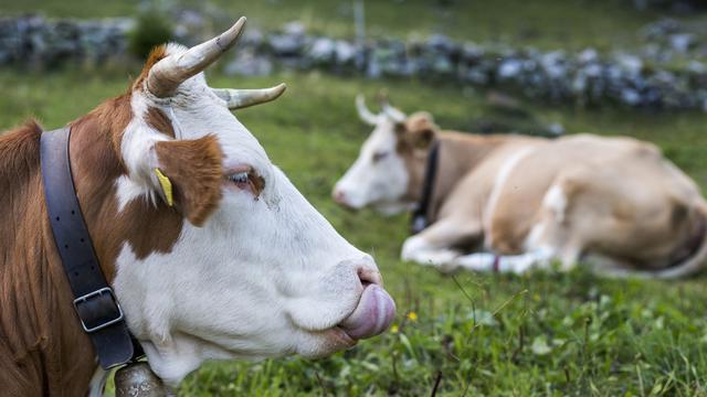 Le monde paysan est divisé sur la nécessité de laisser leurs cornes aux vaches. [Keystone - Dominic Steinmann]