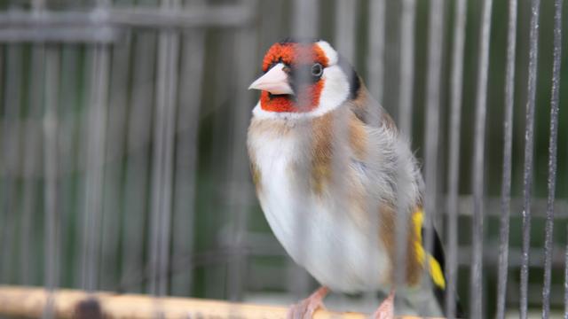 Un oiseau "Chardoneret" dans une cage. [Seham Boutata - Seham Boutata]