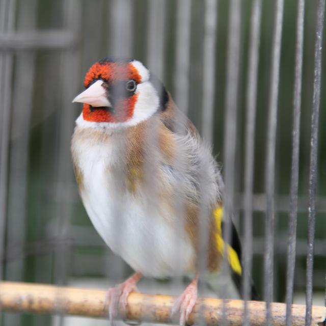 Un oiseau "Chardoneret" dans une cage. [Seham Boutata - Seham Boutata]