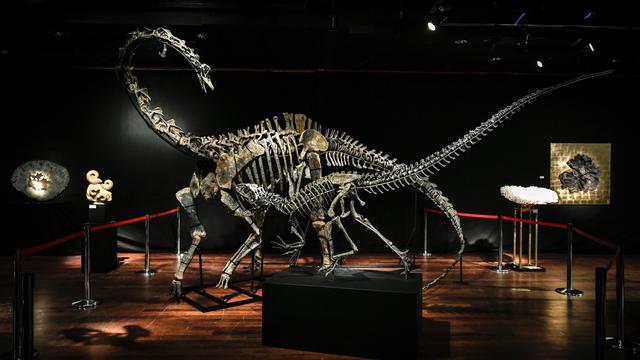 Les squelettes des deux dinosaures mis aux enchères à Paris, le 11 avril 2018. [AFP - STEPHANE DE SAKUTIN]