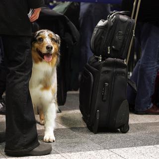 La présence de chiens a un effet apaisant sur les passagers stressés. [Reuters - Shannon Stapleton]