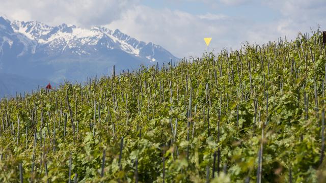 Le prix de certains cépages à payer aux viticulteurs aurait été fixé par une alliance de marchands de vin. [KEYSTONE - Dominic Steinmann]