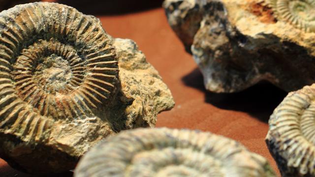 Le dossier sur les fossiles de RTS Découverte. [Fotolia - © jonnysek]