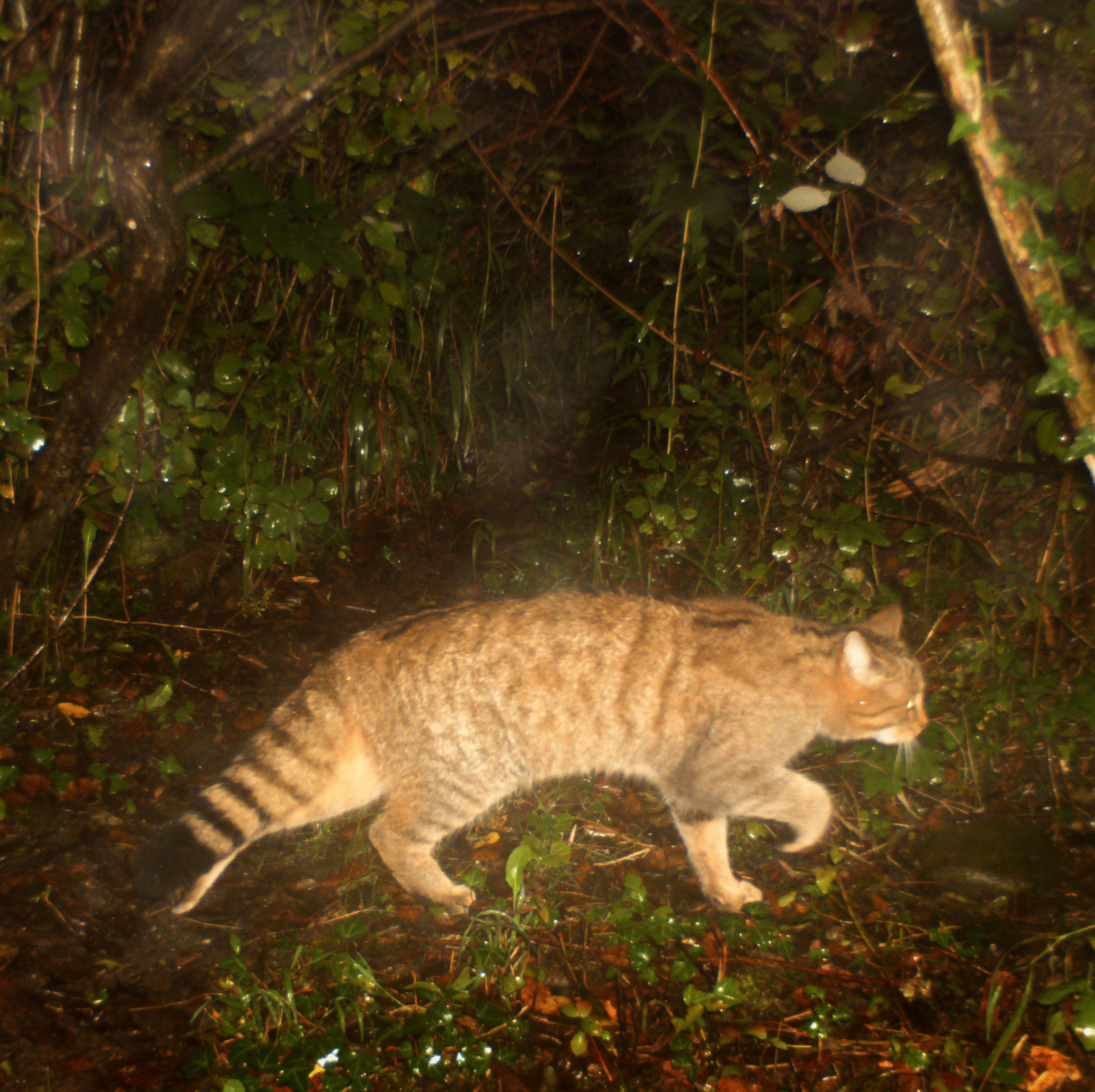Le chat sylvestre est de retour sur le territoire genevois. [©Contact Castor- République et canton de GE - DR]