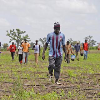 Le gouvernement sénégalais tente de dynamiser l'agriculture. [Reuters - Ricci Shryock]