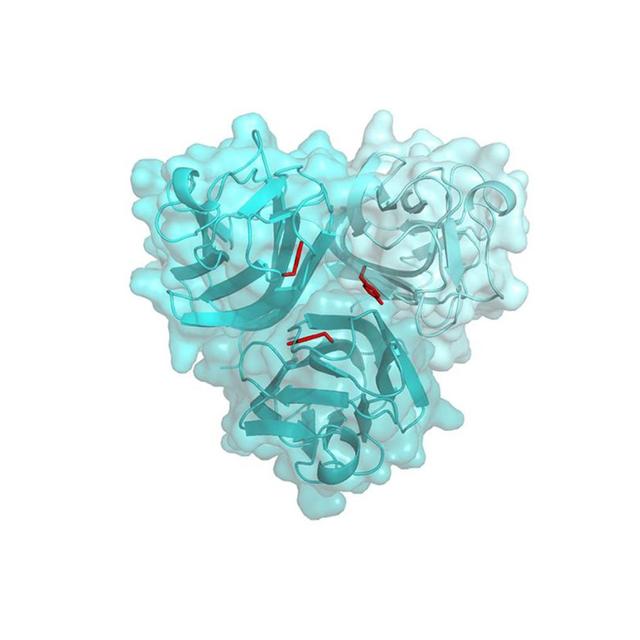 Structure de la protéine ectodysplasine qui s’assemble naturellement par trois. On en mettrait 200'000 bout à bout dans un millimètre. Chez les jumeaux traités, la déficience touche l’acide aminé indiqué en rouge, empêchant totalement la production et l’action de l’ectodysplasine. Le principe de la thérapie est élémentaire: remplacer l’ectodysplasine défectueuse par de l’ectodysplasine artificielle. © Pascal Schneider - Département de biochimie, UNIL.
Image accompagnant le communiqué de presse de l'Unil
Pascal Schneider/Département de biochimie
Unil [Unil - Pascal Schneider/Département de biochimie]