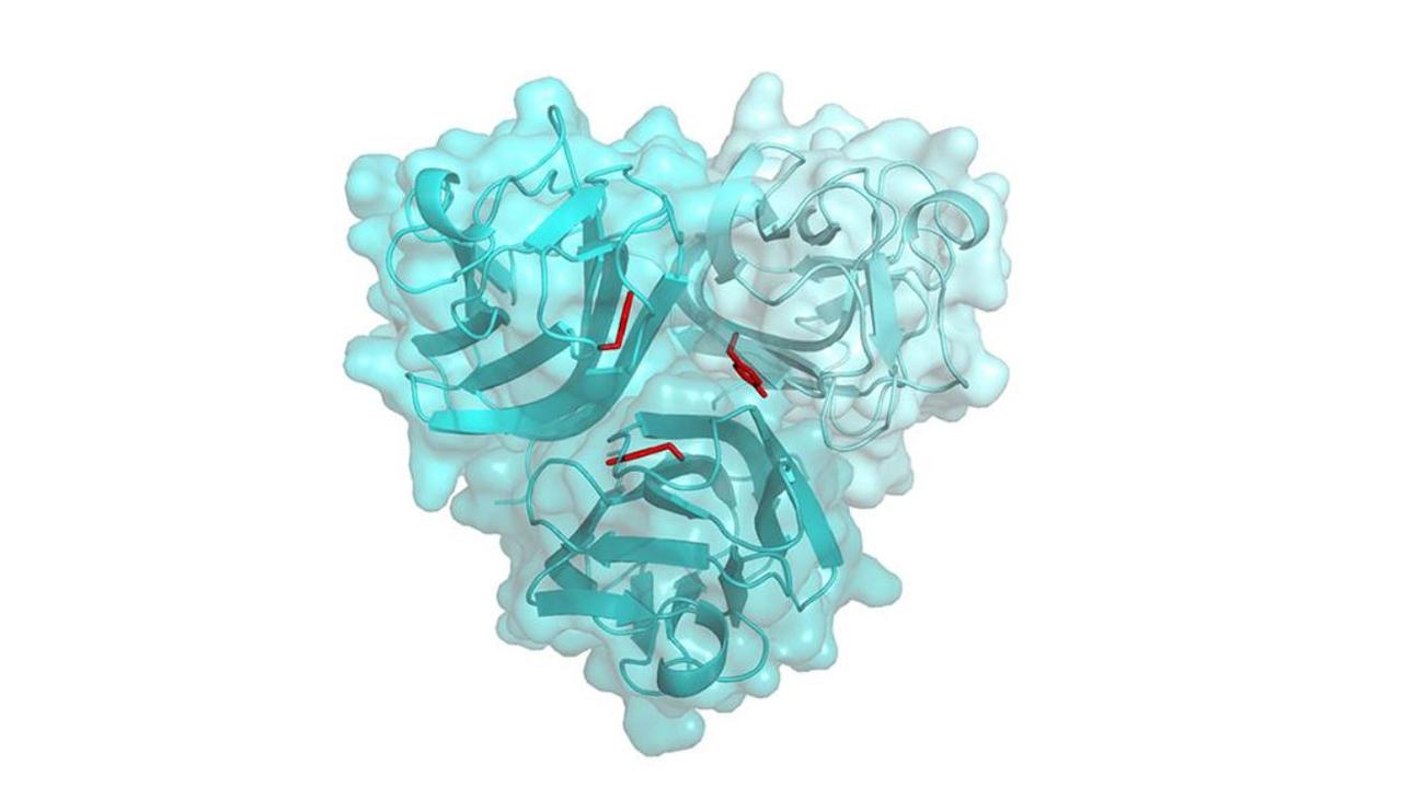 Structure de la protéine ectodysplasine qui s’assemble naturellement par trois. On en mettrait 200'000 bout à bout dans un millimètre. Chez les jumeaux traités, la déficience touche l’acide aminé indiqué en rouge, empêchant totalement la production et l’action de l’ectodysplasine. Le principe de la thérapie est élémentaire: remplacer l’ectodysplasine défectueuse par de l’ectodysplasine artificielle. © Pascal Schneider - Département de biochimie, UNIL.
Image accompagnant le communiqué de presse de l'Unil
Pascal Schneider/Département de biochimie
Unil [Unil - Pascal Schneider/Département de biochimie]
