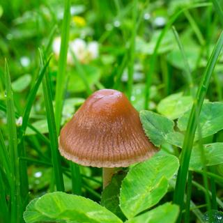 Un champignon hallucinogène, psylosybe. [Fotolia - balakleypb]