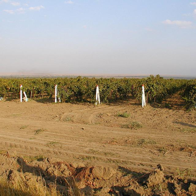 Vignobles de Cabernet sauvignon sur la péninsule de Taman (Krasnodar). [Vbecart]