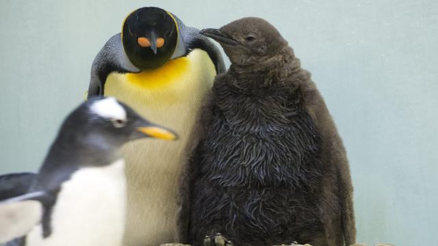 Les manchots ont repris leurs quartiers au zoo de Bâle. [Keystone - Georgios Kefalas]