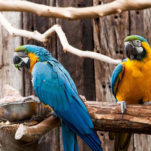 Deux perroquets bleus en captivité. [Fotolia - AnyaNewrcha]