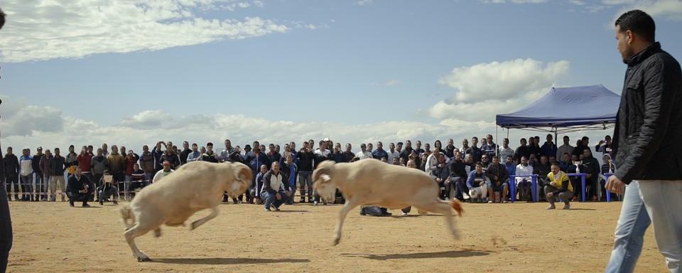 Scène du documentaire  "Des moutons et des hommes" de Karim Sayad. [CloseUp Films - Karim Sayad]