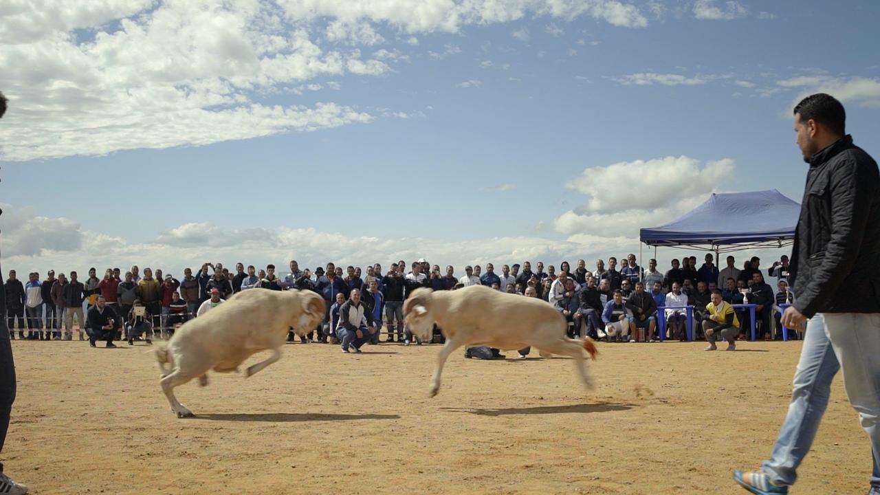 Scène du documentaire  "Des moutons et des hommes" de Karim Sayad. [CloseUp Films - Karim Sayad]