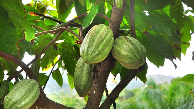 Un arbre à cacao.
Евгений Кожевников
Fotolia [Евгений Кожевников]