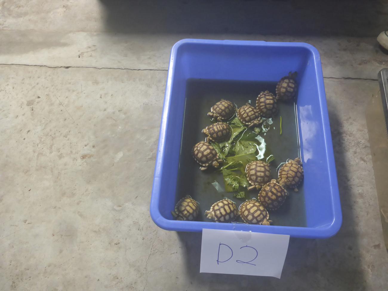 Des tortues naines interceptées par la police malaysienne. [Interpol/AP/Keystone]