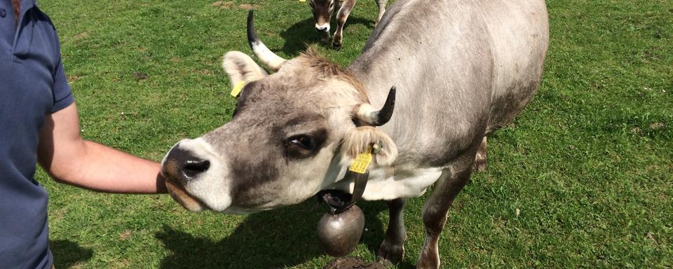 Jérémie Delabays se consacre désormais à l’élevage de vaches de montagne, moins productives mais plus robustes que les vaches laitières. [RTS - Etienne Kocher]