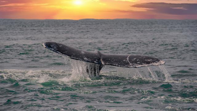 Les baleines grises ont déserté la Méditerranée depuis bien longtemps.
Andrea Izzotti
Fotolia [Andrea Izzotti]