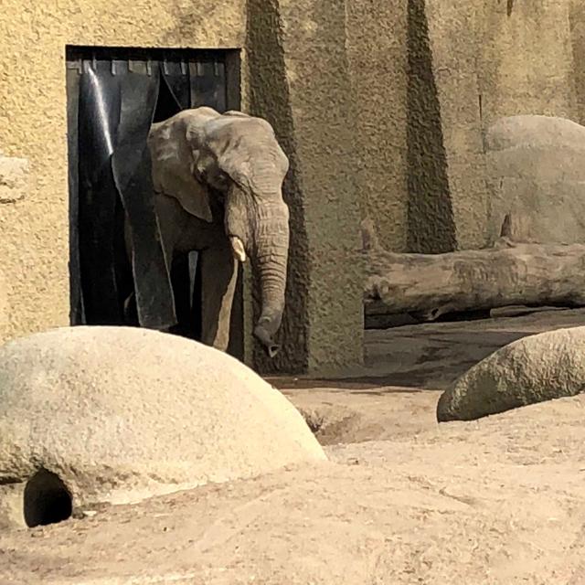 Un éléphant du Zoo de Bâle. [RTS - Laurence Bolomey]
