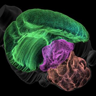 Vue du Blue Brain Cell Atlas.
BBP
EPFL [EPFL - BBP]