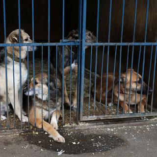 Des chiens dans un refuge à Moscou. [AFP - Anton Denisov]