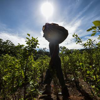 Un cultivateur dans son champ de coca, en Colombie. [AFP]