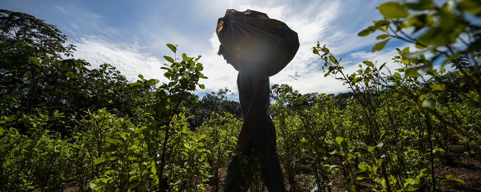 Un cultivateur dans son champ de coca, en Colombie. [AFP]