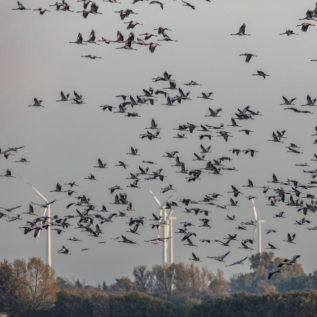 Dans quelle mesure les éoliennes sont-elles une menace pour les oiseaux? [Fotolia - Haiderose]