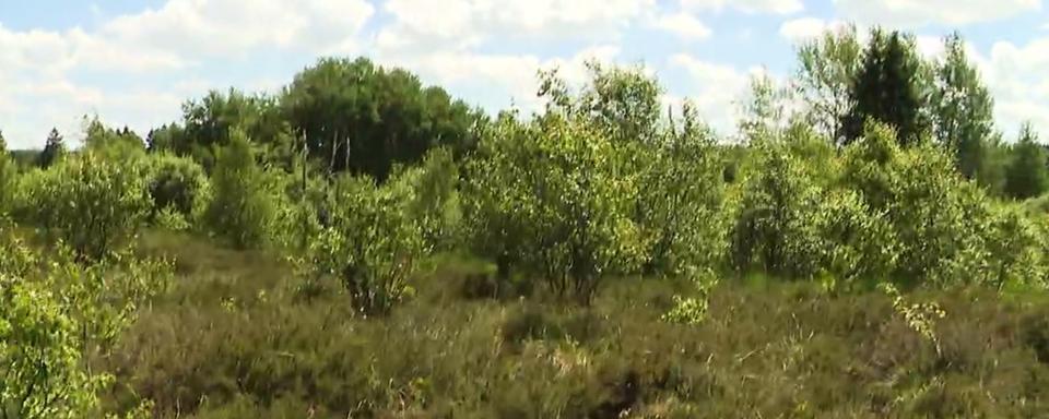 La Belgique a entrepris des travaux de restauration des tourbières, menacées par le réchauffement climatique. [RTBF - Anne-Catherine Croufer]