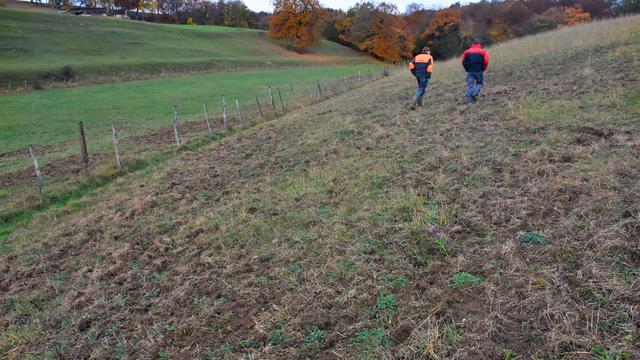 Les sangliers provoquent des dégâts considérables dans le Jura. [RTS - Gaël Klein]