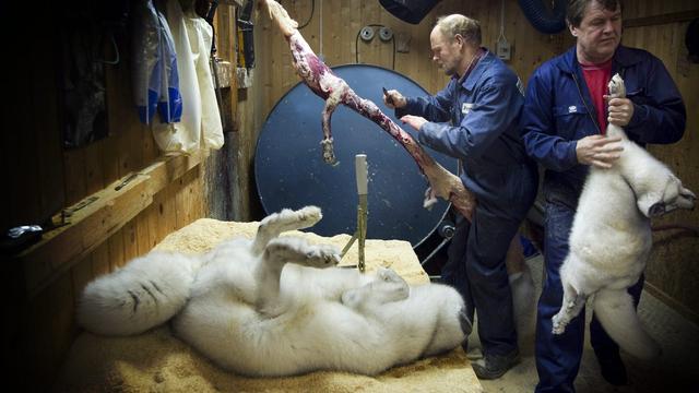 Un producteur de fourrure découpe la peau d'un renard dans son élevage à Gjovik, en Norvège. [Keystone - Heiki Junge]