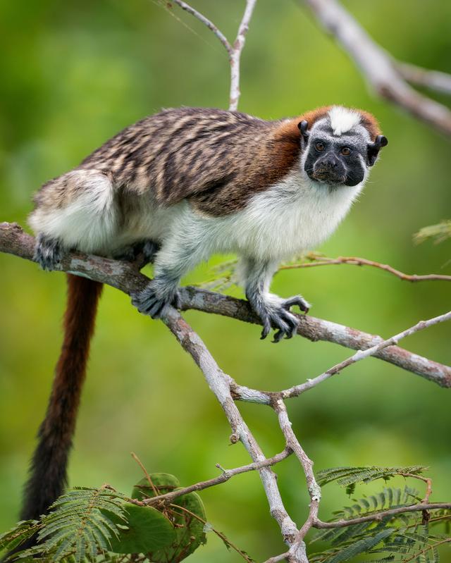 Un tamarin de Panama. [Biosphoto/AFP - Ignacio Yufera]