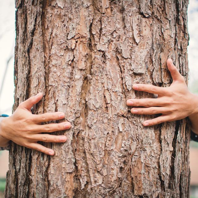 Gérer son stress grâce aux arbres. [Fotolia - sawitreelyaon]