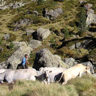 Brice Delsouiller, vacher dans les Pyrénées [RTS - Martin Delacoux]