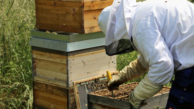 Passionnés, des amateurs d'apiculture s'occupent de ruches dans leur jardin. [Fotolia - Alex]