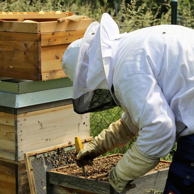 Passionnés, des amateurs d'apiculture s'occupent de ruches dans leur jardin. [Fotolia - Alex]