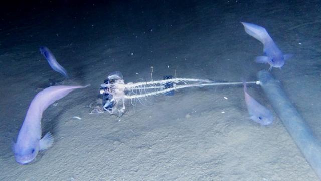 Une image des poissons-limaces découverts par l'Université de Newcastle dans la fosse de l'Atacama. [AFP - UNIVERSITY OF NEWCASTLE]
