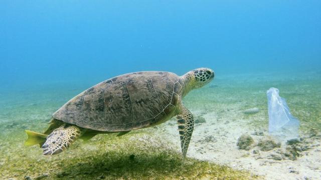 Une tortue verte face à un sac en plastique au large de l'île de Mayotte. [afp - Biosphoto / Pierre Huguet]