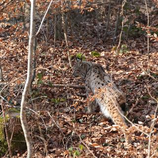 Un des lynxs du parc animalier de La Garenne.
Sébastien Blanc
RTS [RTS - Sébastien Blanc]