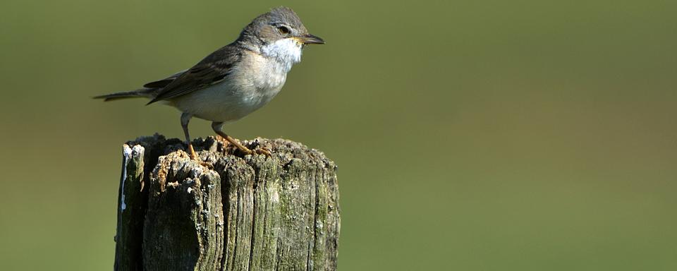 La fauvette grisette est un des oiseaux dont les effectifs ont considérablement fondu dans les campagnes ces dernières années. [Leemage via AFP - P. Neveu]